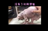 领养代替购买：马尔济斯犬的炼狱生活