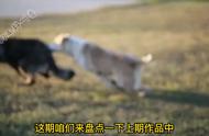 面对恶犬攻击，理想与现实的差距如何应对？#格斗技巧