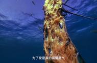 飞鱼的产卵与死亡：海洋生物中的创世之柱