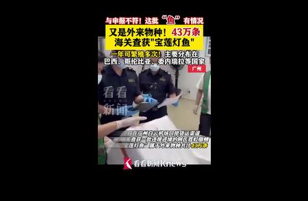 揭秘：43万条鱼背后的申报不符真相