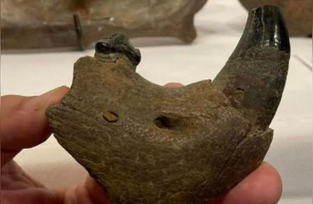 密西西比河床裸露：罕见化石的重现
