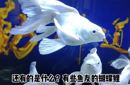 蝴蝶鲤饲养难题解析：水质是关键