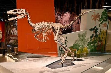香港科学馆古生物展厅的'灭绝·新生'展览：珍稀动植物化石的展示
