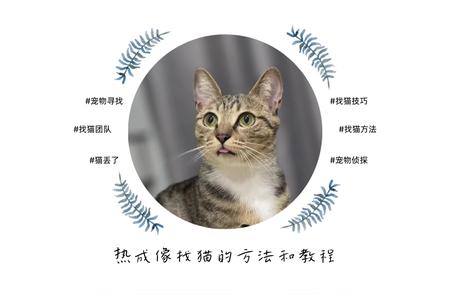 宠物寻找新利器：热能传感器找猫全解析