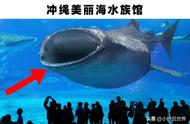 世界顶级巨大水族馆探秘：神秘奇观大放送