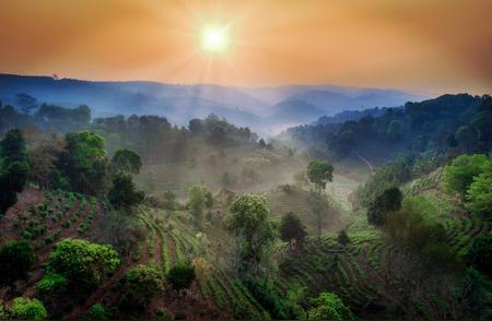 普洱茶：连接世界的景迈山与中国文化的纽带