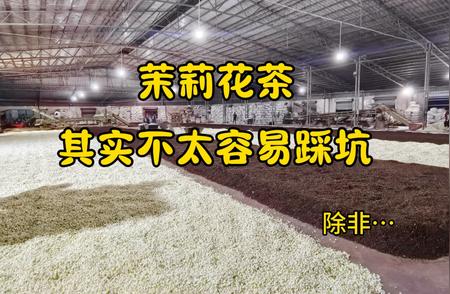 茉莉花茶的秘密：你意想不到的知识