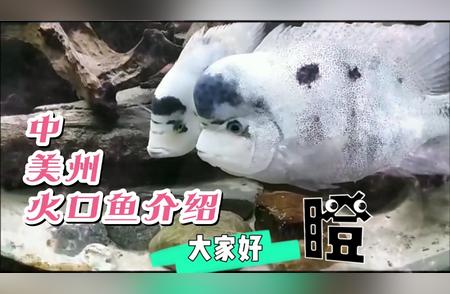 中美洲火口鱼：神秘深海生物的独特魅力