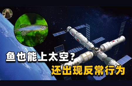 太空鱼满月之际：揭秘带编制的鱼航员的神秘行为