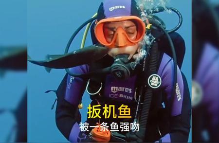 揭秘海洋生物：不可思议的扳机鱼行为！