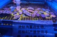 上海警方破获首起非法买卖活体砗磲大案