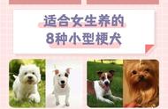 女生专属：精选8种最适合女生养的小型犬