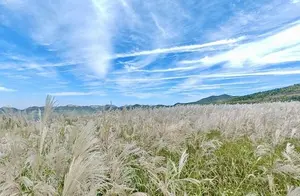 济南丁子寨荻花观赏季：白色花海拍摄指南