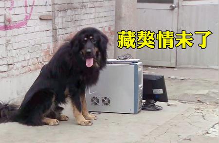 忠犬之心：只为主人食