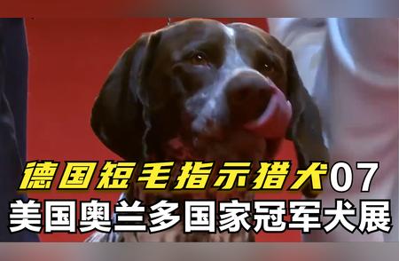 2021美国国家冠军展：德国短毛指示猎犬的荣耀时刻