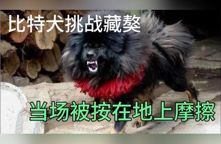 藏獒与比特犬的争斗：一场致命的冲突