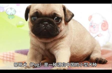 巴哥犬的全面介绍：品种、性格与养护知识