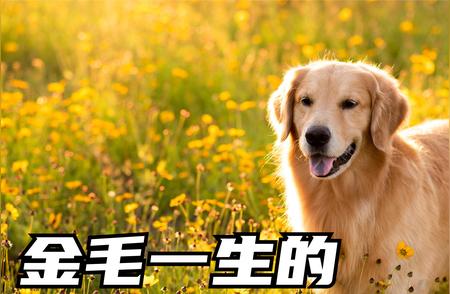 金毛犬的五个成长阶段：如何陪伴与珍惜？