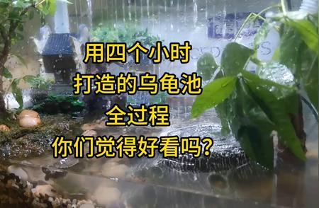 乌龟池四小时速成：惊艳打造全过程！