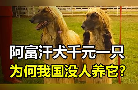 揭秘阿富汗犬在我国遭遇冷落的背后原因