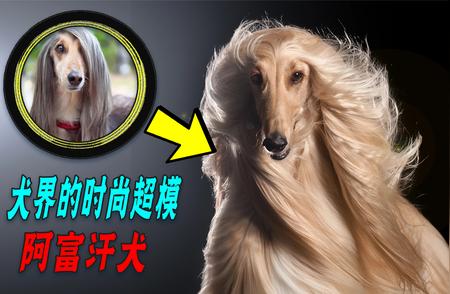 揭秘阿富汗犬在国内遭禁养的原因