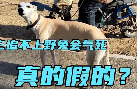 沈阳浑河边惊现恵比特犬追野兔，速度之战引发关注！