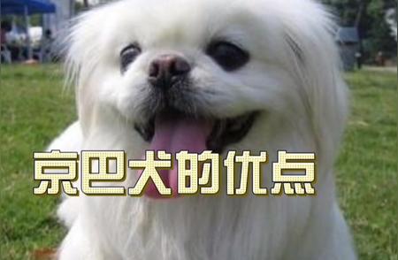 京巴犬的独特魅力与优点解析