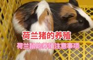 荷兰猪养殖：简单方法助你成功养殖荷兰猪