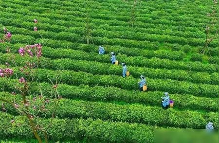 南京雨花茶与杭州龙井茶：曾经的十大名茶之间的较量