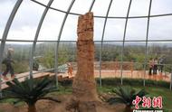山西长子：千年古县的亿年木化石群