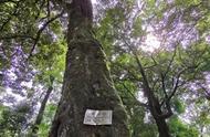 祁红故里：百亩古树群的壮丽景象