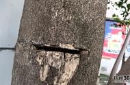 钦州奇观：一棵沉香木树上布满孔洞，孕育珍贵沉香