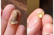 山东大学考古新发现：古人类化石的惊人发现！