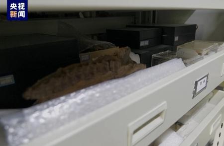 青藏高原隆升研究：化石大发现的新视角