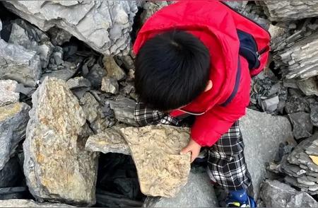 五岁男孩的探险之旅：山东临沂化石揭示地球历史的神秘面纱
