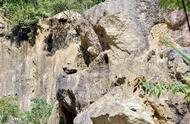 河源的奇特石头：猩猩形状引发热议