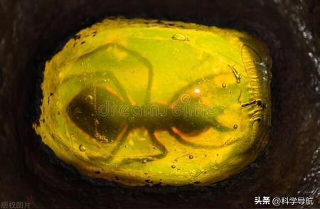 琥珀中昆虫千年不朽之谜：为何不用以保存尸体？