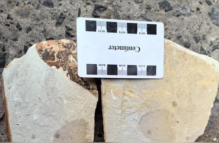 桃源惊现5.4亿年前完整海绵化石