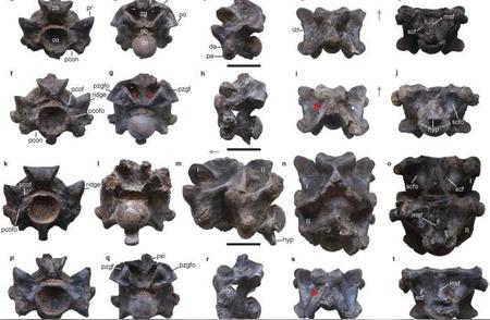 印度惊现4700万年前巨型古蛇化石，挑战历史蛇类纪录