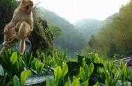 太平猴魁是否是中国十大名茶？