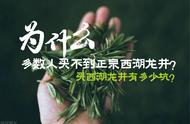 为什么大多数人无法购买到正宗的西湖龙井茶？西龙茶是否达到了绿茶的巅峰？