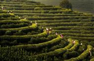 南京雨花茶：中国茶文化的瑰宝