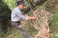 苏州洞庭山碧螺春原产地老茶树遭受大规模砍伐，千年名茶的未来堪忧