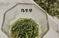 黄山毛峰：哪个品种的茶最好喝？