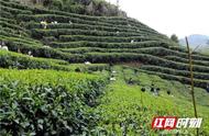 春日之计在于茶：品味安化绿茶的独特风味