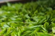 中国绿茶排行榜：了解其形态、色彩、香气和口感