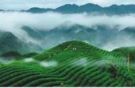 庐山云雾茶：绿茶百科中的精彩介绍
