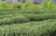 信阳毛尖：中国绿茶的无冕之王，你了解吗？