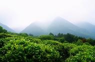 庐山云雾茶——品味生活的绝佳选择