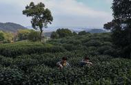 西湖龙井茶的开采季节来临